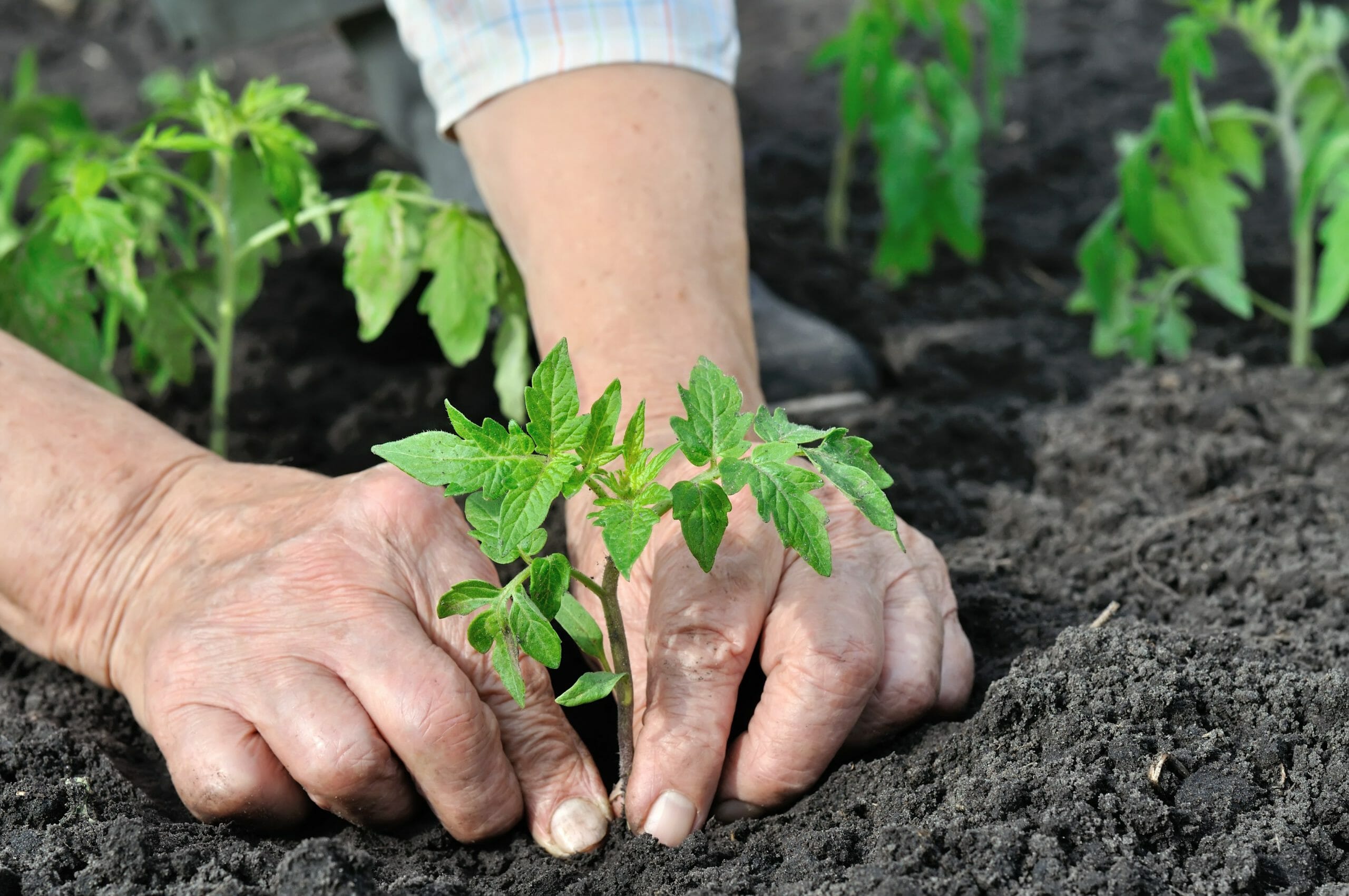 tomato plant